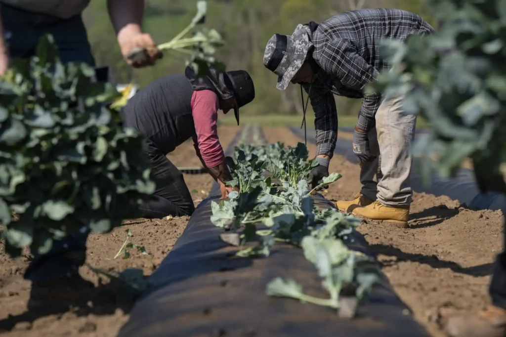 Why Black Farmers Are Fighting to Restore $127 Million in USDA Funding