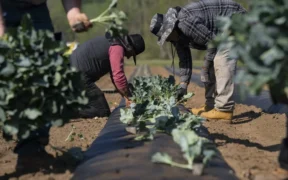 Why Black Farmers Are Fighting to Restore $127 Million in USDA Funding