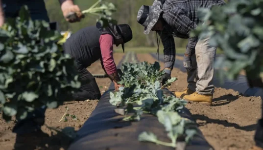 Why Black Farmers Are Fighting to Restore $127 Million in USDA Funding
