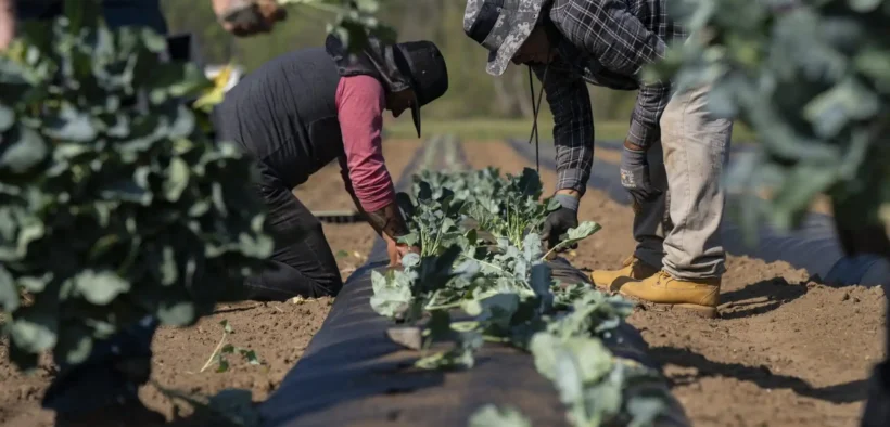 Why Black Farmers Are Fighting to Restore $127 Million in USDA Funding